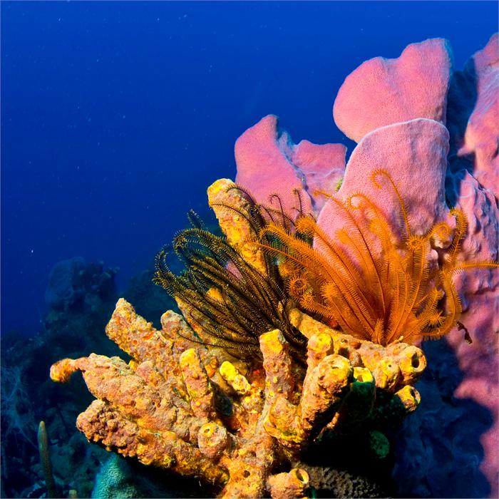 SCUBA Adventures of Naples is now on naples.today.
naples.today/profile/56670/…