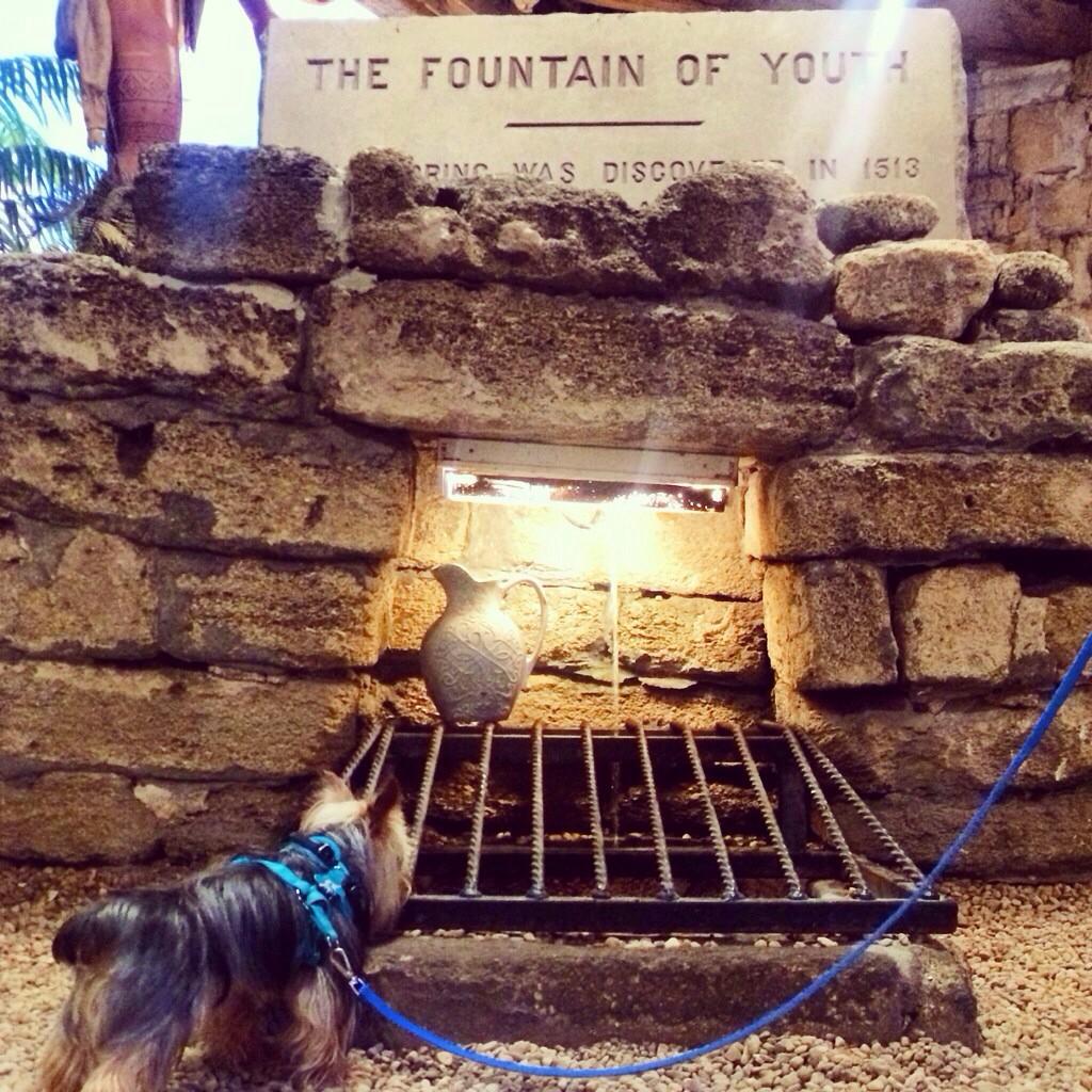 FranklinTails's tweet photo. #FountainofYouth?! Don't mind if I do! Does this mean I'll never have to grow up? #puppyforlife #neverneverland http://t.co/0FiAbcacXI