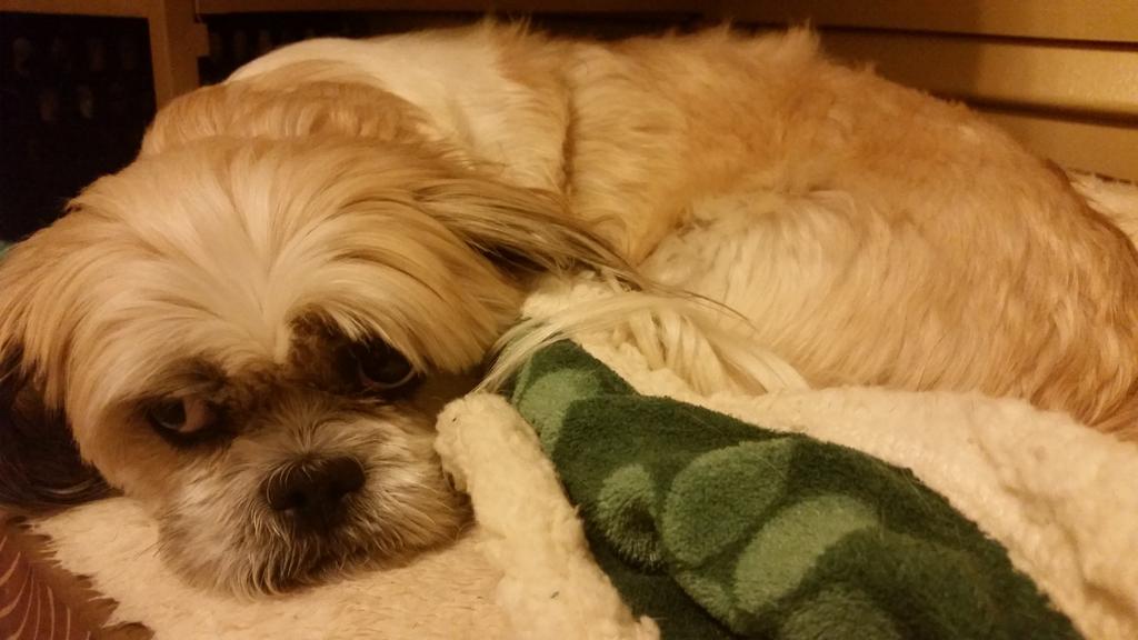 Macy has the same birthday as Christopher Paolini, thats pretty freaking cool. Happy birthday baby girl! 