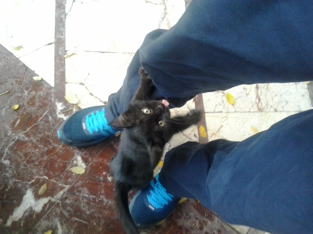 ArdaSoya14's tweet photo. Minnak kedi http://t.co/sZVpHACA09