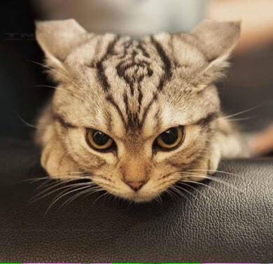 AlexandraDems's tweet photo. Keep messing w/my girls&amp;that curse on ur head will b the least of ur worries. #RenewWitchesOfEastEnd @auntwendythecat http://t.co/XOUmLlOB47