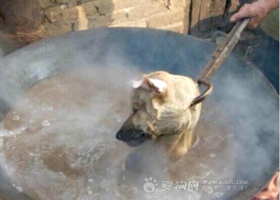isaacBIOvega's tweet photo. Pls RT &amp; SIGN: #StopYulin #Dog Meat Festival 
1 🐶 http://t.co/10KVLqURXR …
2 🐶 http://t.co/MGAkqTE6uJ

#StopYuLin2015 http://t.co/CNydfthF0w
