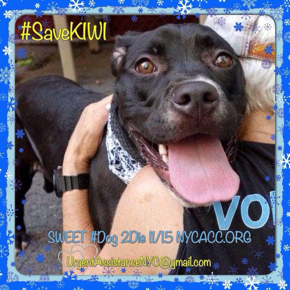 TheRealToriNYC's tweet image. #SAVEKIWI #SAVESIMBA - TRANSPORT AVAIL TO 12 NORTHEAST STATES!

Email HELP DESK NOW: 

UrgentAssistanceNYC@gmail.com