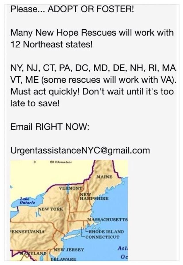 TheRealToriNYC's tweet image. #SAVEKIWI #SAVESIMBA - TRANSPORT AVAIL TO 12 NORTHEAST STATES!

Email HELP DESK NOW: 

UrgentAssistanceNYC@gmail.com