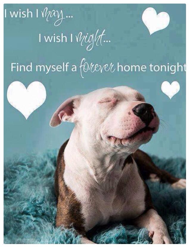 TheRealToriNYC's tweet image. #SAVEKIWI #SAVESIMBA - TRANSPORT AVAIL TO 12 NORTHEAST STATES!

Email HELP DESK NOW: 

UrgentAssistanceNYC@gmail.com