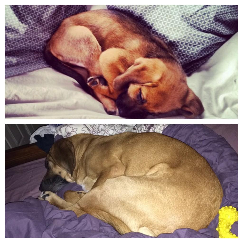 Cashmont's tweet image. It is insanely adorable that almost 3 years later he still curls up the same way. #notcomfortable #toestonose