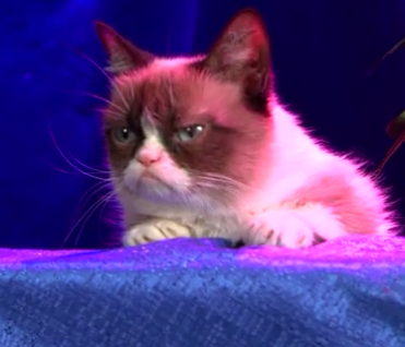 WWE's tweet photo. When @MiketheMiz &amp; #MizDow met @RealGrumpyCat... #RAW http://t.co/KxcF8bka7b