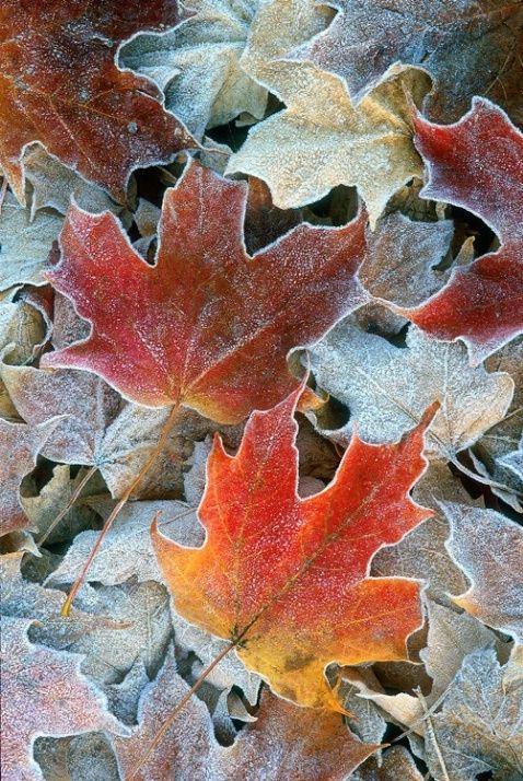 EL OTOÑO SE ACERCA CON MUY POCO RUIDO...* - Página 25 B2sJRBHIUAAjL2H