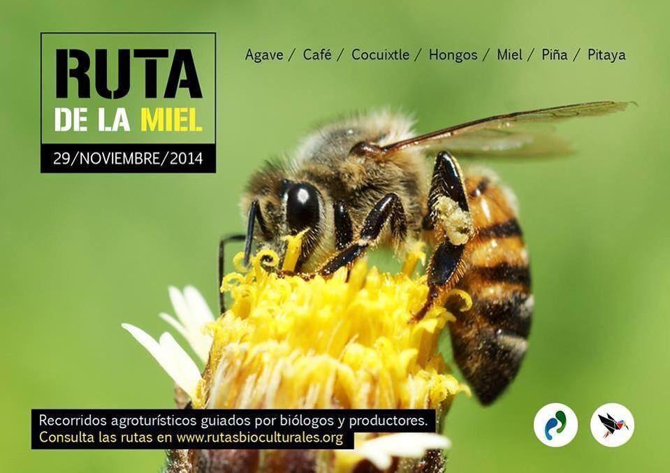 RutasAC's tweet photo. El mundo de la miel en un recorrido guiado... http://t.co/VvdGx6L5m4