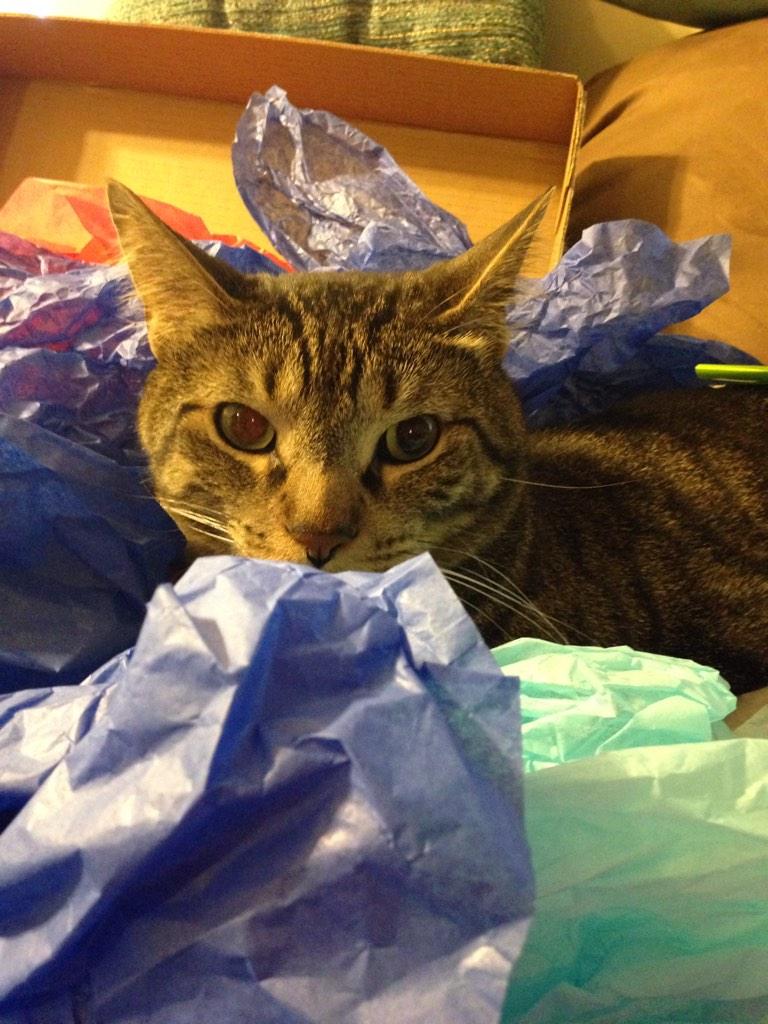 jaimee0827's tweet photo. I am thankful for Curtis the Cat #wahlsgiving http://t.co/AKAkWaH6ZE