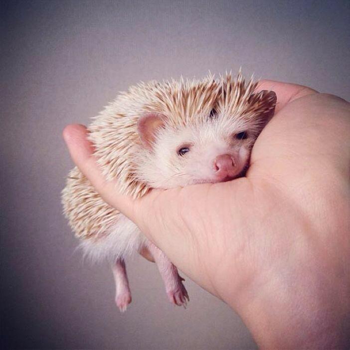 Emergency Hedgehogs tweet media