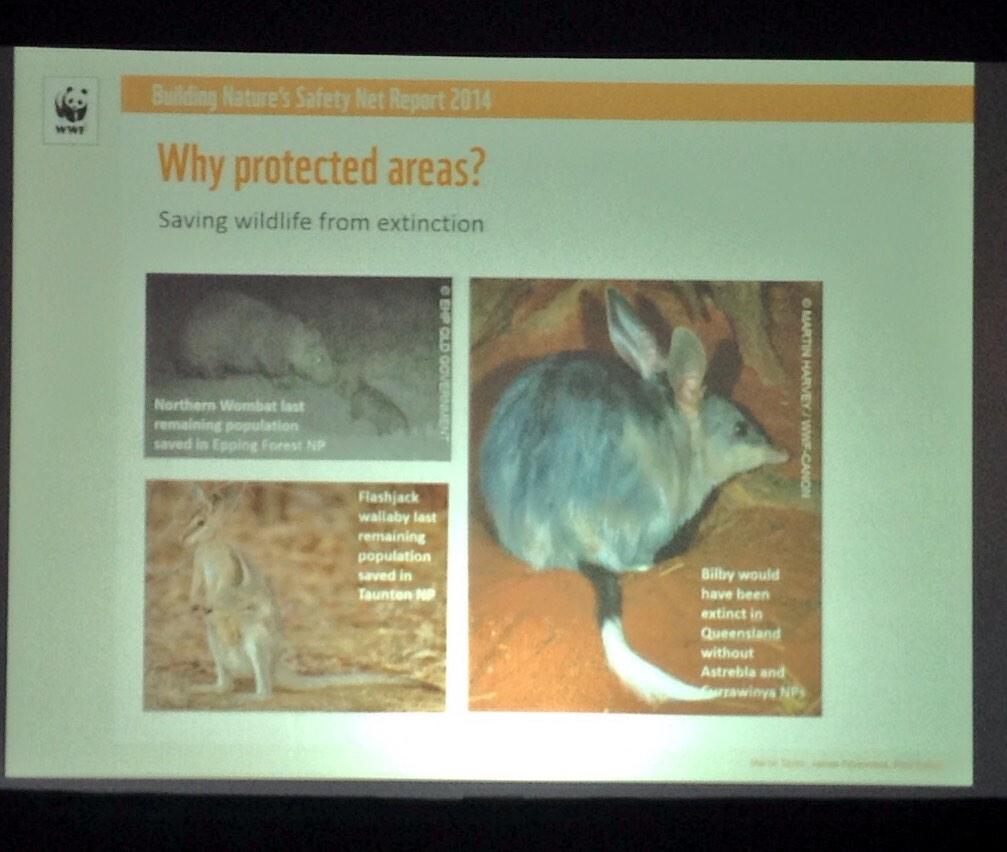 eber_sue's tweet photo. Northern Wombat, Flashjack Wallaby, Bilby SAVED by Protected Areas #WPCpanda #WorldParksCongress http://t.co/z7an9ub0e4