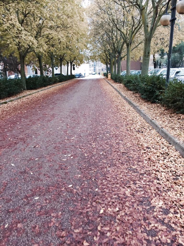 FrancescoBrock's tweet image. Iniziamo sta giornata!
#epicFall
#Ferrara 
#madai