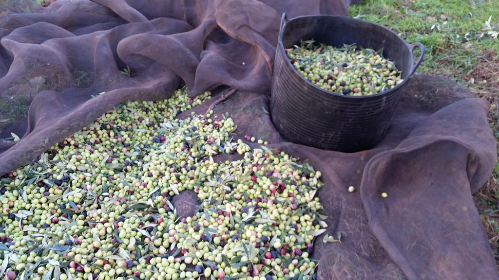 Clos93Priorat's tweet photo. Empezamos, tarea laboriosa de recogida #aceitunas para #aceite L'interrogant 2014 #priorat #arbequina #farja #rojals http://t.co/tb0ubvC4GB