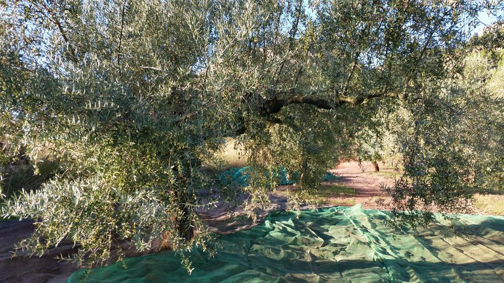 Clos93Priorat's tweet photo. Empezamos, tarea laboriosa de recogida #aceitunas para #aceite L'interrogant 2014 #priorat #arbequina #farja #rojals http://t.co/tb0ubvC4GB