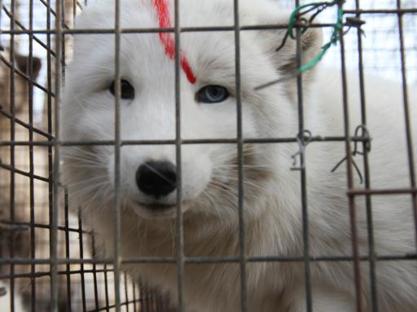 Corriere's tweet photo. #Cina, scuoiati vivi: così uccidono i cani-procione per le nostre pellicce http://t.co/cum9bSYotw http://t.co/IyJfNxzqxm
