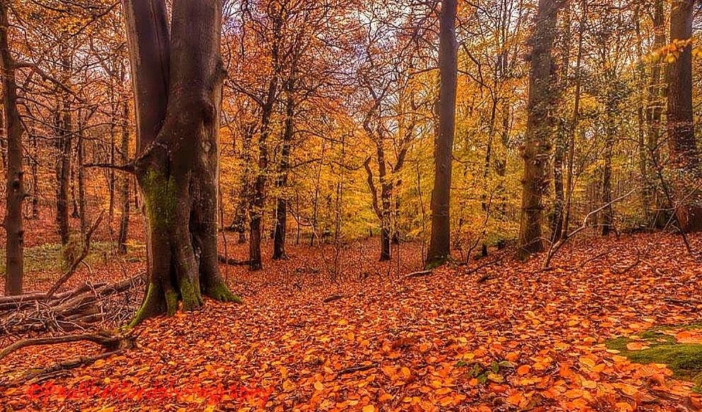 PThetfordphotos's tweet photo. Autumn colours Norfolk style @atnorfolk @BootifulNorfolk @NNorfolkLiving @NorthNorfolk @BlakeneyCottage @ACandG http://t.co/79aXIg00kw
