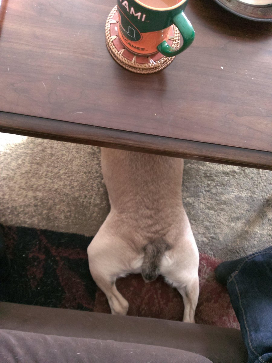 PennyPugg's tweet photo. Turkey leg #bulldogbutt #pugtail http://t.co/chd2f3tpaX