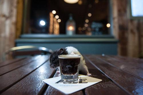 deadlinenews's tweet photo. Possibly the greatest escape artist of our time?http://t.co/uVkpvdUlzC @MunrosGlasgow #escapeartist #houdini #glasgow http://t.co/xDGqMRy4wq
