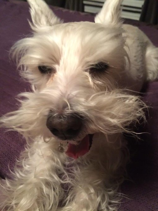 Goodnight tweeps http://t.co/CQ1LuOTI4d<a href="/tag/schnauzer"class="tags"><span>#schnauzer</span></a><a href="/tag/whitegirlwendsday"class="tags"><span>#whitegirlwendsday</span></a><a href="/tag/missweefer"class="tags"><span>#missweefer</span></a><a href="/tag/toocoolformom"class="tags"><span>#toocoolformom</span></a>