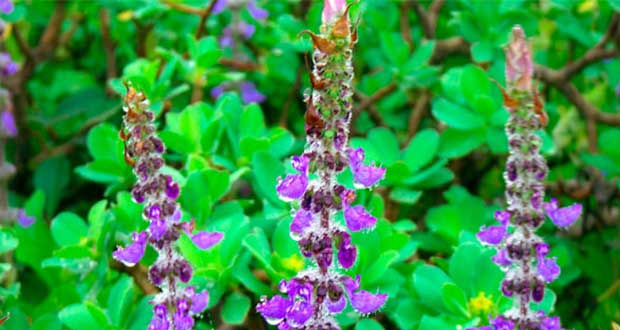 DossierSalute's tweet photo. Forskolin che cos'è? - http://t.co/iZIDRua4Sb http://t.co/znbgDiYdY9
