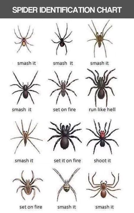 在Twitter 上："Guide Australian Spiders http://t.co/nhgXTQDqWs" / Twitter