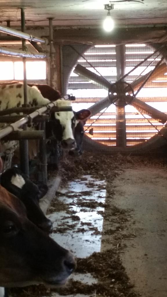 ayrporte's tweet photo. @kowjockey @Milk_the_cow4 @SFalkena @brettmyers73 @John_Deere_Man2 dam it's warm in here!!
#tiestallproblems http://t.co/AyBZOkJkEK