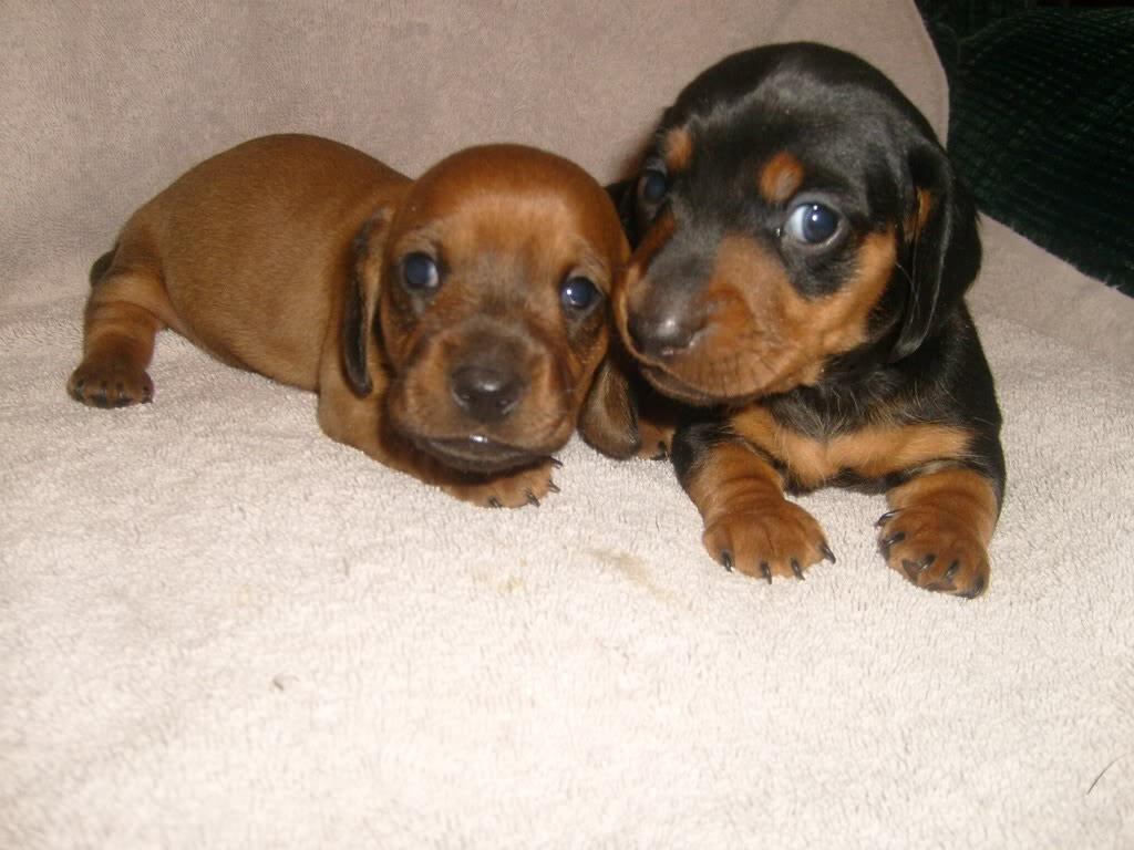 THEAnimalLover7's tweet photo. Baby Dachshunds! http://t.co/xzhkMf7dfN