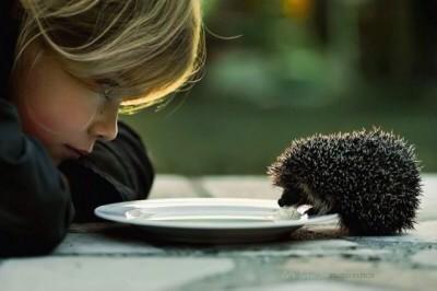Emergency Hedgehogs tweet media