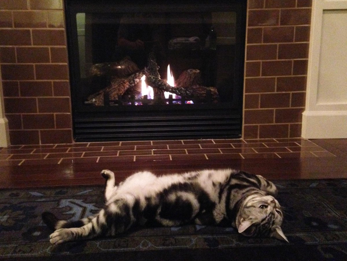 Kate's lazy cat could win <a href="/wearefine/">FINE</a> 30 Gs! Please vote with your click! #lazycat #freemoney bit.ly/1ure9Fj