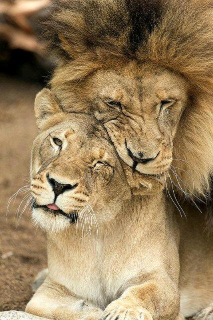 loridowney3's tweet photo. “@Desiree_Laverne Save our #lions #BanCannedHunting #BanTrophyHunting #LIFEnotExtinction #TweetstormAgainstExtinction http://t.co/FuIFa9U0Uq