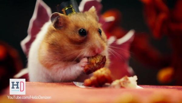 NYMag's tweet photo. This tiny hamster Thanksgiving video is everything right about America: http://t.co/LuuszwIKVS http://t.co/c5IKLlyEkM