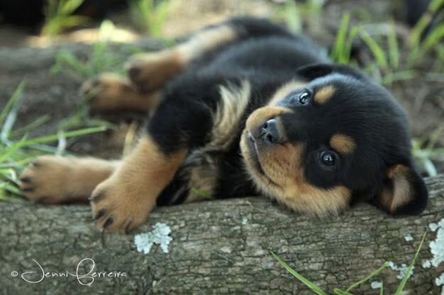 rottweilers_'s tweet photo. Awwww http://t.co/7k4wbXemWv