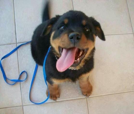 rottweilers_'s tweet photo. Omg😍😍😍😍😍😍 http://t.co/DRDZX1PFWv