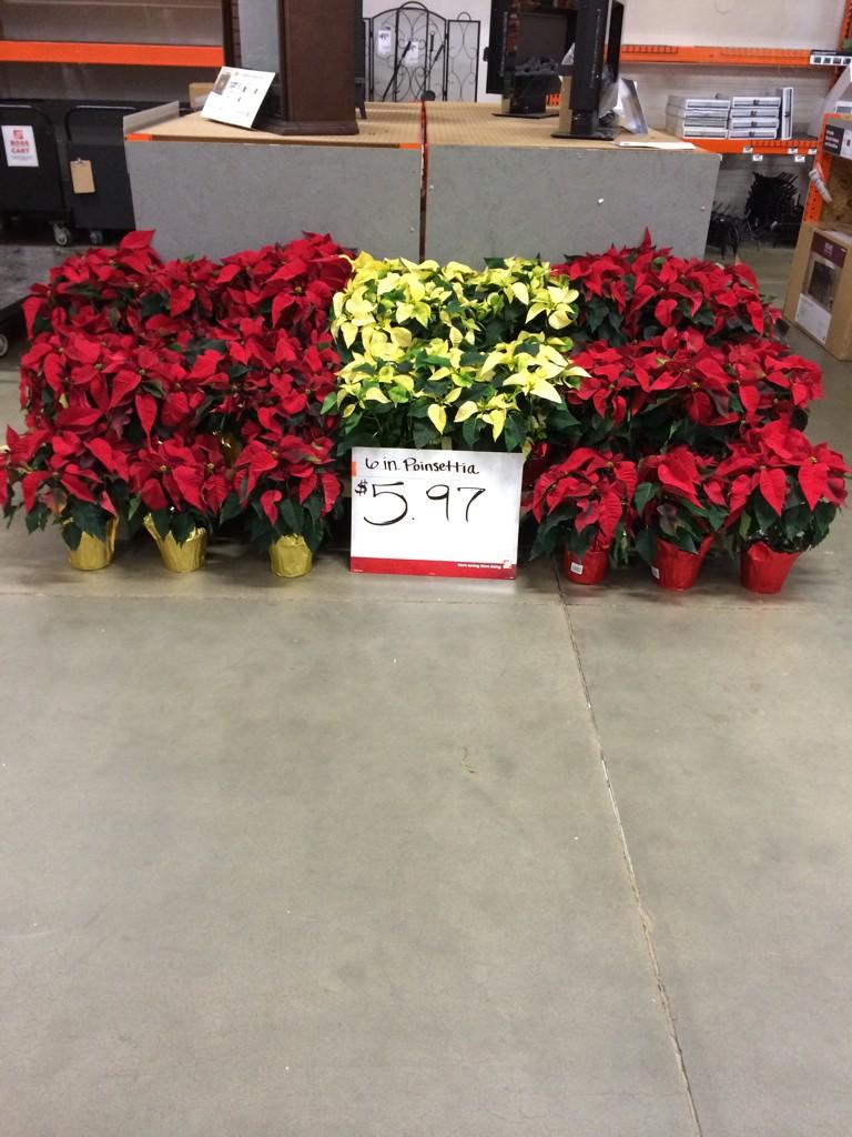 CedricoS036's tweet photo. Poinsettia are here in memphis @ddavis_m @Jaydeckard @CockeMayo @RecoWatson @PruittArthur http://t.co/IpS18wT650