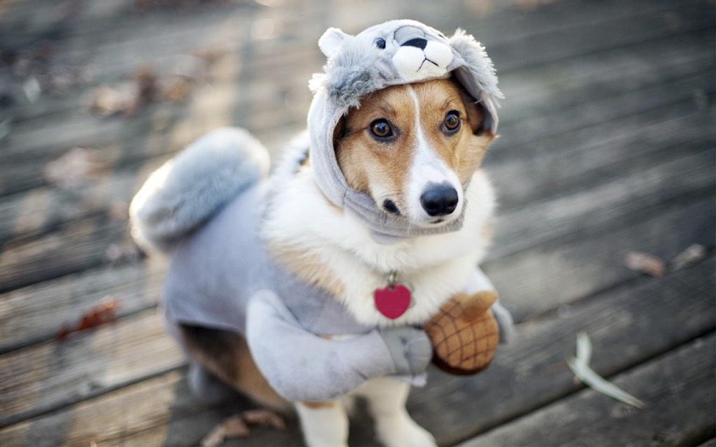 THEAnimalLover7's tweet photo. Squirrel dog! http://t.co/7a97ZX44eV