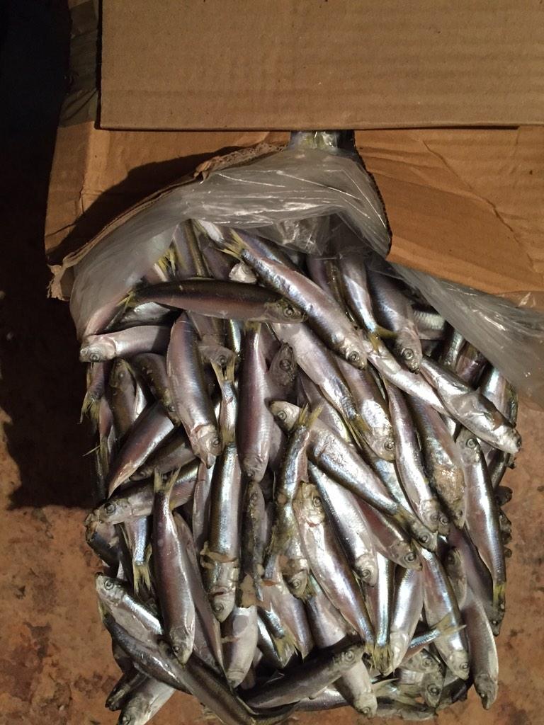 orenfish's tweet image. Килька (Калининград) вылов октябрь. Сухая заморозка . Цена - 55 руб