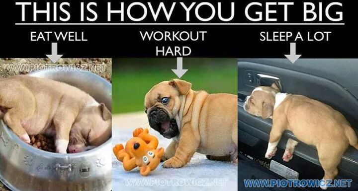PHernach's tweet photo. #eatwell .... #trainhard .... #getbig http://t.co/mQSSHtvZ8W