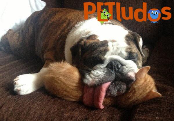 Petludos's tweet photo. Nuestros #petludos no quieren levantarse. ¡Excelente martes! #SomosFan http://t.co/Cf8PGa6qp3