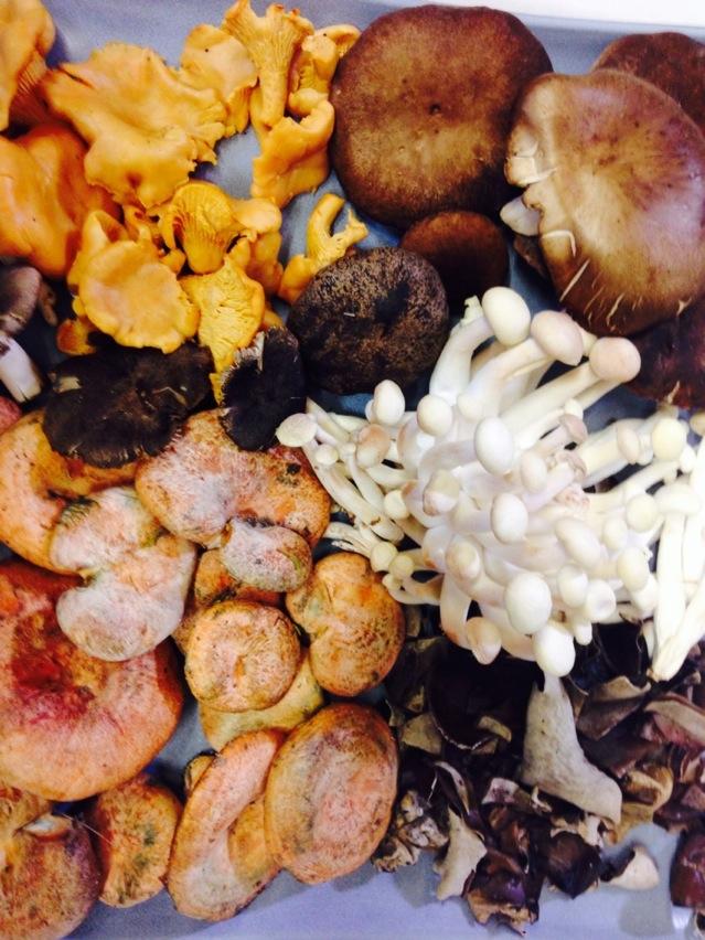 Sínfonia de setas en <a href="/RteMaracaiboSg/">Rte. Maracaibo</a>.Una maravilla de la naturaleza que proximamente veremos en <a href="/CanalCocina/">Canal Cocina</a>