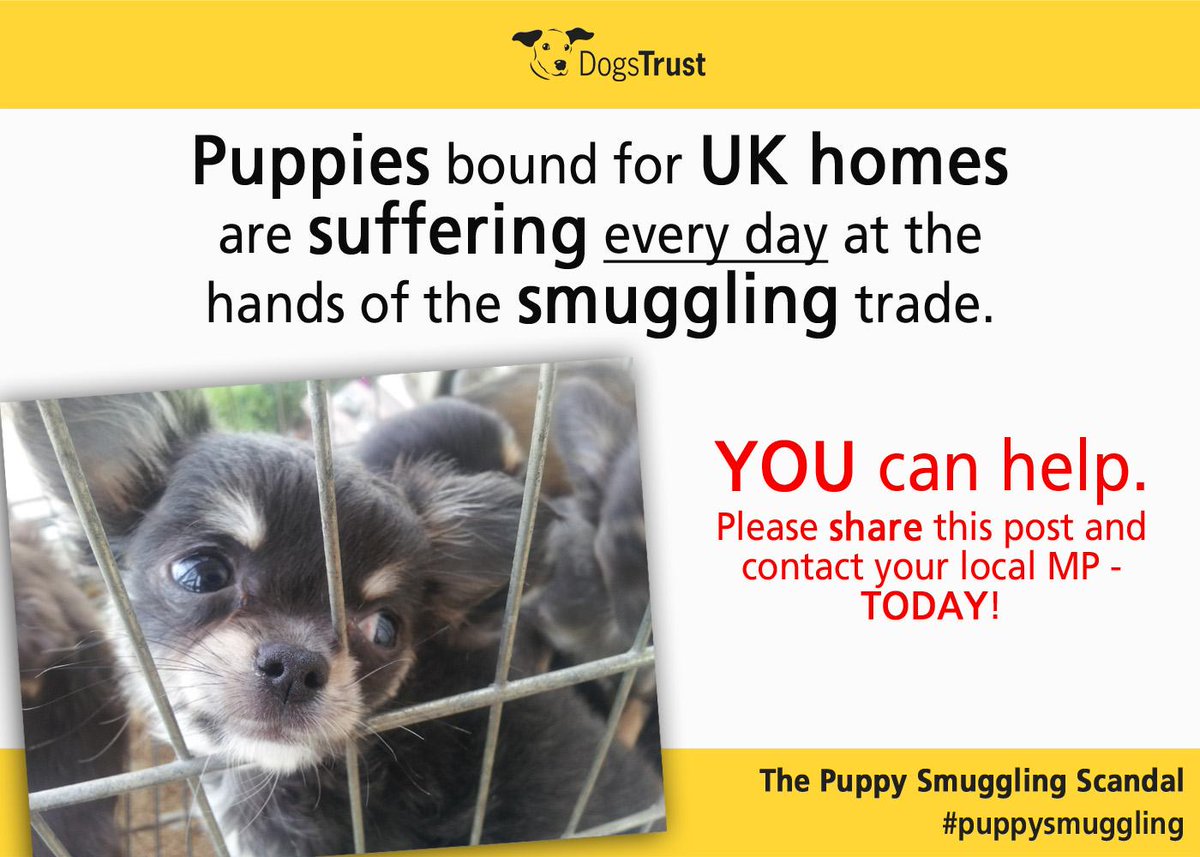 DogsTrust's tweet photo. * Take action * to prevent #puppysmuggling - visit http://t.co/tYX7OrC2Gc to easily contact your local MP TODAY! http://t.co/VgJW43EAFU