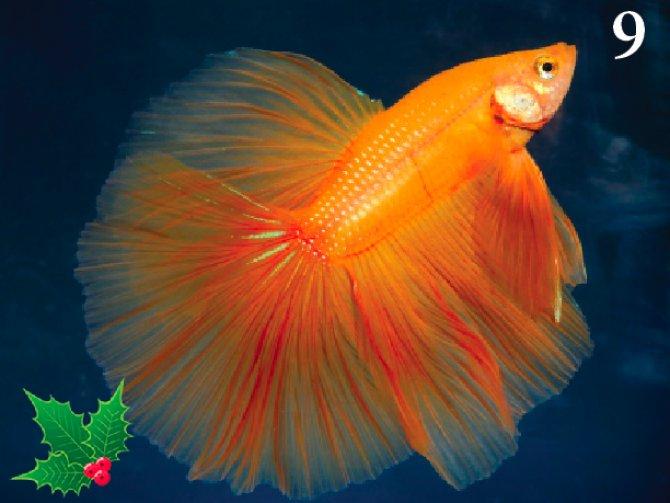 fighter0fish's tweet image. 