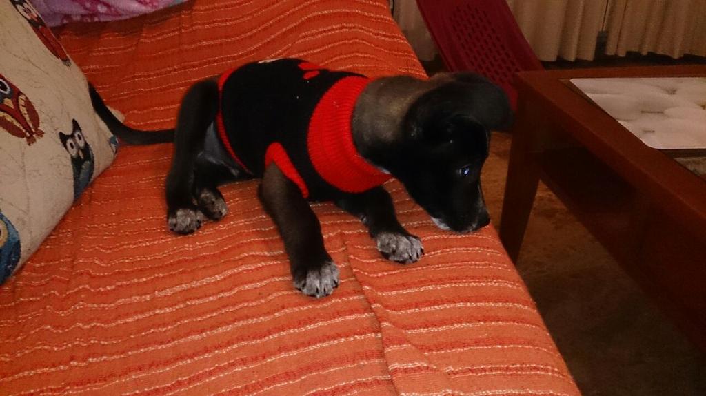 catuscanzgz's tweet photo. Menuda pequeñina mas guapa....
Es cruz de podenco y no llega a dos meses http://t.co/Srut5qTqYa