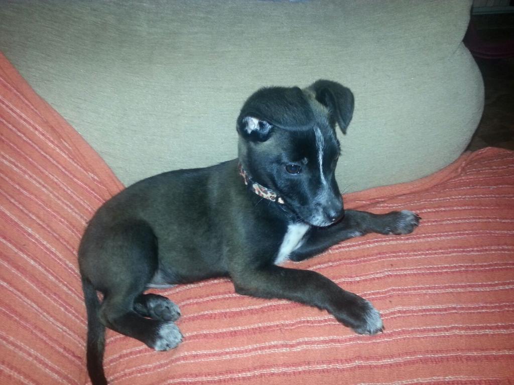 catuscanzgz's tweet photo. Menuda pequeñina mas guapa....
Es cruz de podenco y no llega a dos meses http://t.co/Srut5qTqYa