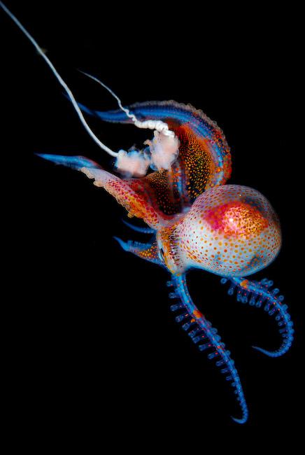 Amazing #Scuba photo of the day by <a href="/JLambus/">Joshua Lambus</a> buff.ly/1yFEXlQ #underwaterphotography