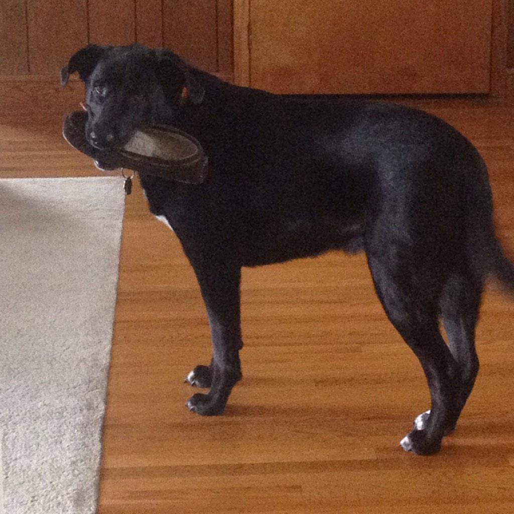 kholmessss's tweet photo. spent the last 10 min trying to find my slipper cause my dog likes to hide just one of them. http://t.co/XddQiqnztm