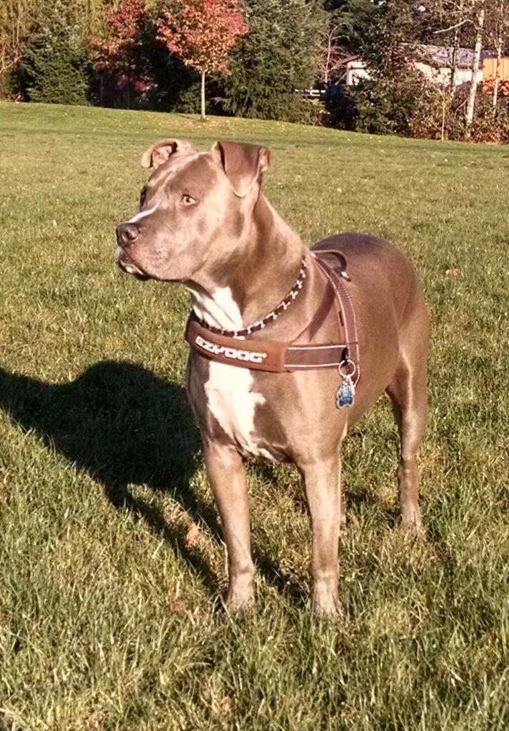 unc2382's tweet photo. Cold day @ the park!...#ramese @amstaffs @AmstaffForum @GBAmstaffs @AmstaffStudios http://t.co/Y95agNJpN4