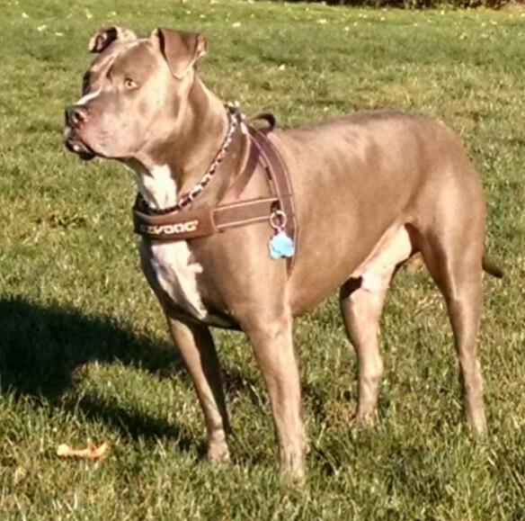 unc2382's tweet photo. Cold day @ the park!...#ramese @amstaffs @AmstaffForum @GBAmstaffs @AmstaffStudios http://t.co/Y95agNJpN4