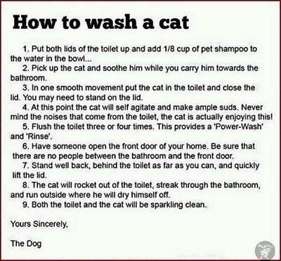 How to wash a cat..