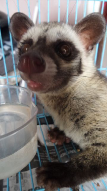 Musangku penampakan plengehhh